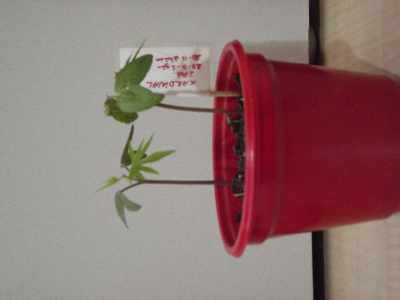 Name:  03.jpg
Views: 3801
Size:  7.5 KB
