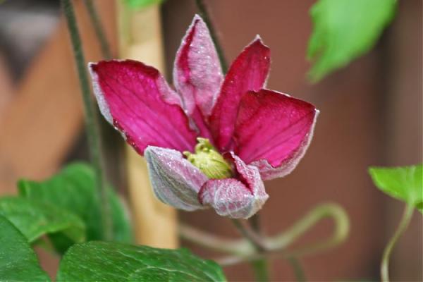 Name:  koyu_pembe_clematis.jpg
Views: 2302
Size:  24.4 KB