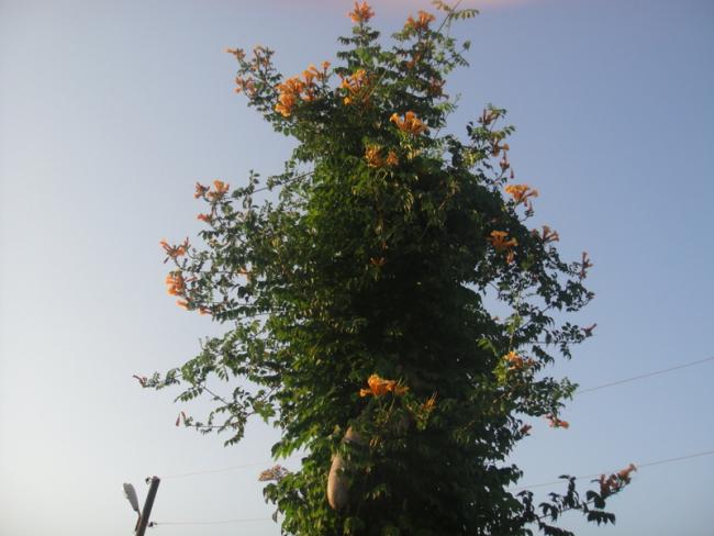 Name:  121.jpg
Views: 1666
Size:  40.3 KB