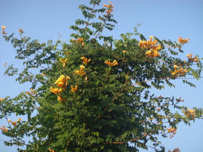 Name:  119.jpg
Views: 1756
Size:  66.9 KB