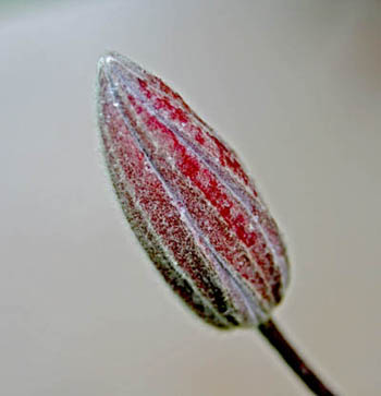 Name:  IMG_1098.JPG
Views: 2451
Size:  34.7 KB