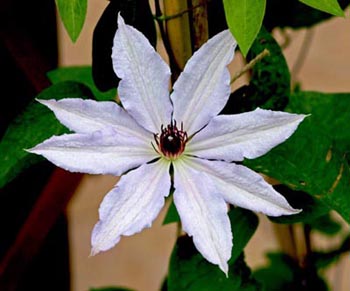 Name:  acikpembe_clematis.jpg
Views: 2192
Size:  45.0 KB