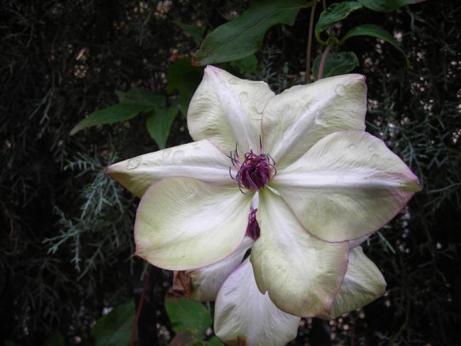 Name:  DSCN8025.jpg
Views: 1499
Size:  40.8 KB