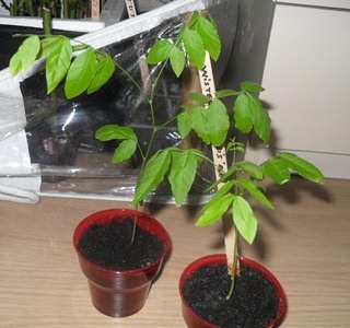 Name:  SDC16676.JPG
Views: 1753
Size:  58.9 KB