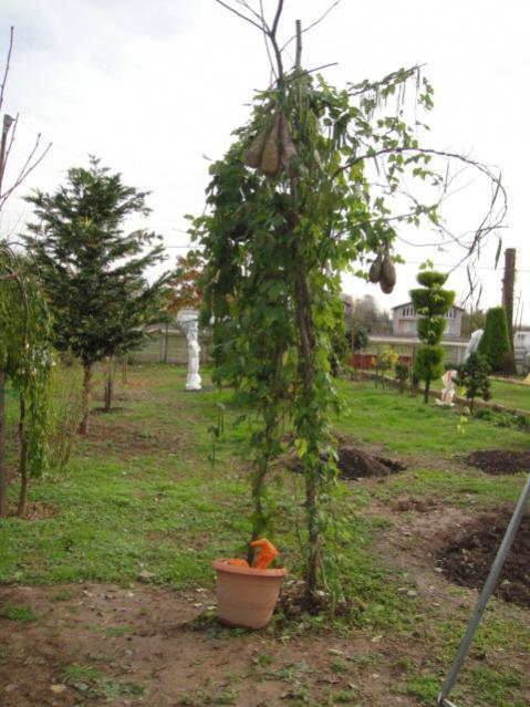 Name:  031.jpg
Views: 1086
Size:  55.1 KB