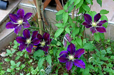 Name:  IMG_1303.JPG
Views: 1727
Size:  66.5 KB