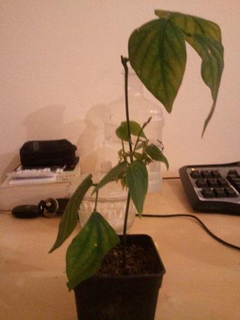 Name:  20130130_202322.jpg
Views: 746
Size:  60.1 KB