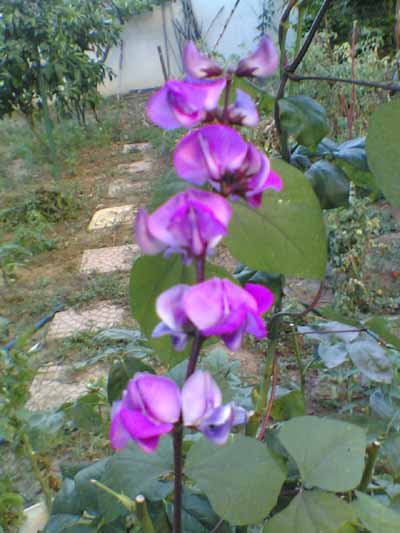 Name:  seluka.jpg
Views: 2650
Size:  47.4 KB