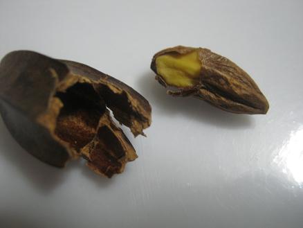 Name:  quisqualis indica.JPG
Views: 964
Size:  26.2 KB
