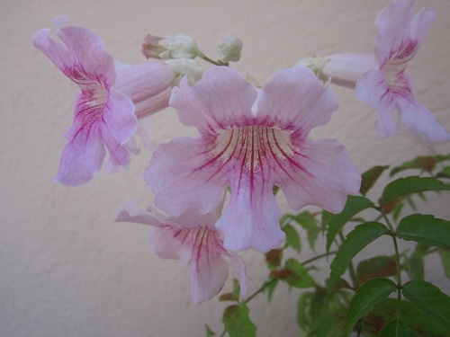 Name:  070.JPG
Views: 1906
Size:  56.2 KB