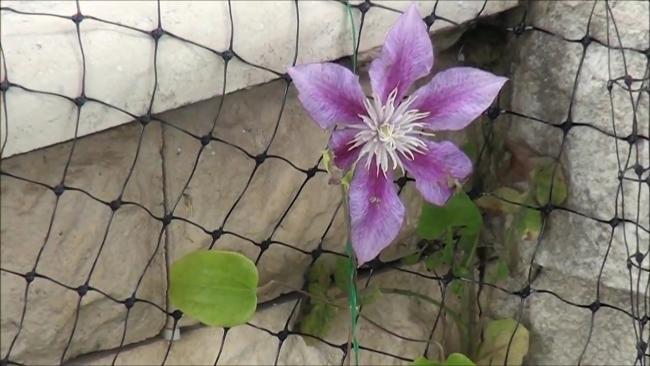 Name:  Itokent Urla 20.05.2012.mp4_000051851.jpg
Views: 985
Size:  41.0 KB