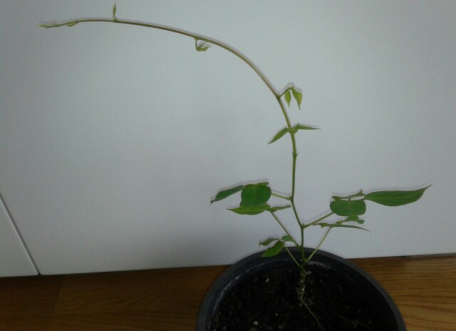 Name:  20130307_115335-1.jpg
Views: 1052
Size:  40.2 KB