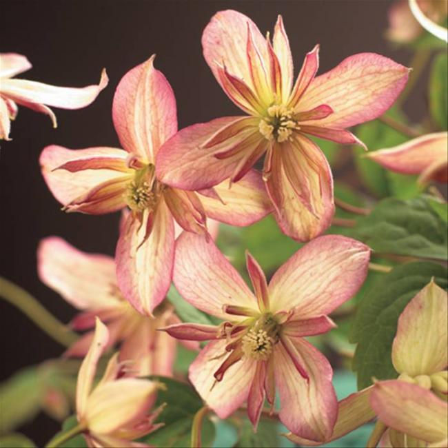 Name:  Clematis montano marjorie1.jpg
Views: 1209
Size:  53.9 KB