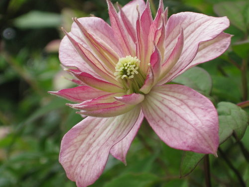 Name:  Clematis montano marjorie.jpg
Views: 1578
Size:  67.8 KB