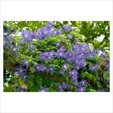 Name:  Clematis macropetala maidwell hall.jpg
Views: 1701
Size:  30.3 KB