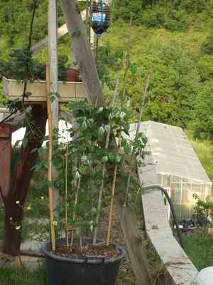 Name:  Selluka 22 05 08 .JPG
Views: 609
Size:  22.5 KB
