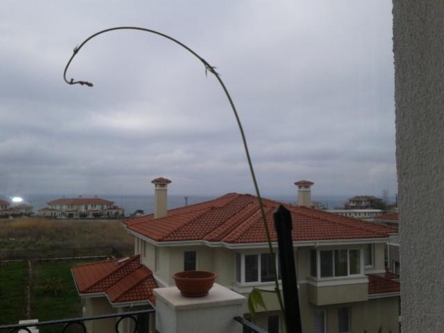 Name:  20130327_083937.jpg
Views: 692
Size:  26.9 KB