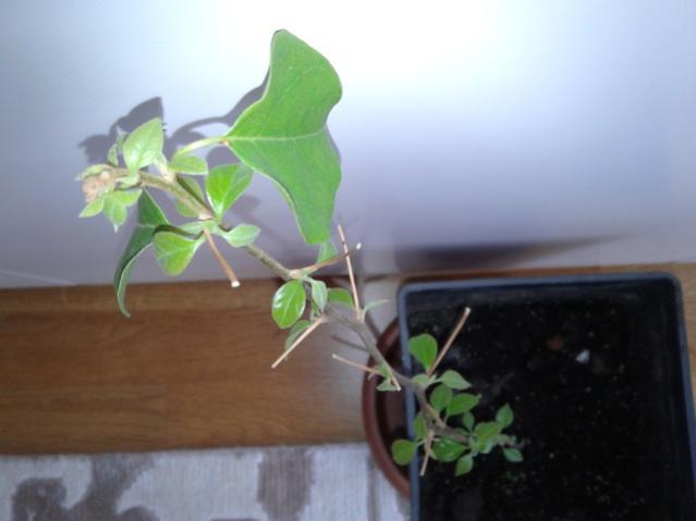 Name:  20130328_125034.jpg
Views: 1726
Size:  24.9 KB