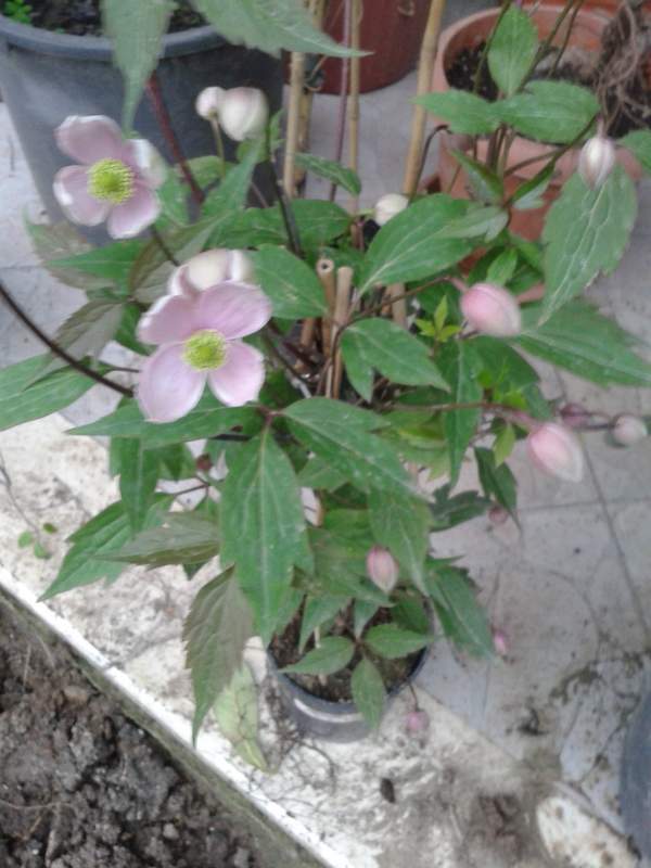 Name:  Fotoraf-0285.jpg
Views: 1076
Size:  60.6 KB