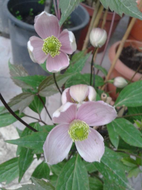 Name:  Fotoraf-0286.jpg
Views: 1078
Size:  49.4 KB