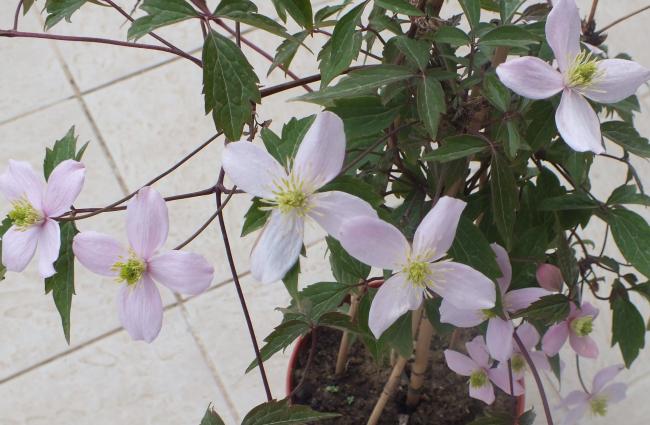 Name:  DSCF0205.jpg
Views: 1800
Size:  48.6 KB