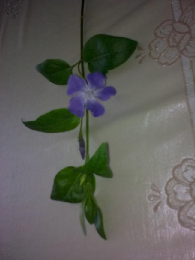 Name:  Grnt0442.jpg
Views: 847
Size:  31.1 KB