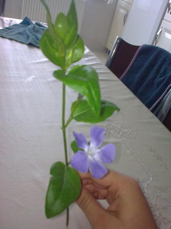 Name:  Grnt0444.jpg
Views: 1094
Size:  48.7 KB