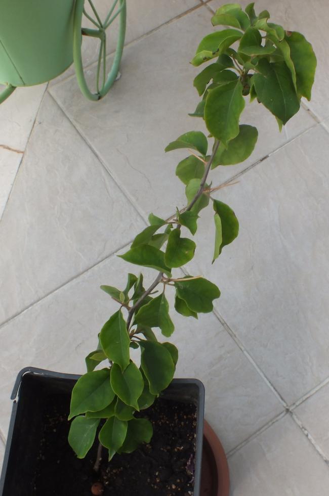 Name:  DSCF0718.jpg
Views: 1514
Size:  56.7 KB