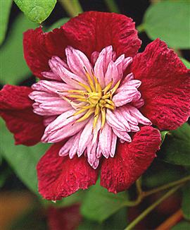 Name:  clematis2.jpg
Views: 683
Size:  20.8 KB