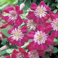 Name:  images.jpg
Views: 810
Size:  12.4 KB