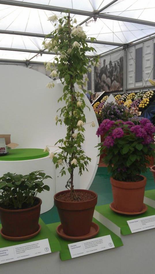 Name:  yeni clematis trleri.jpg
Views: 1725
Size:  68.1 KB