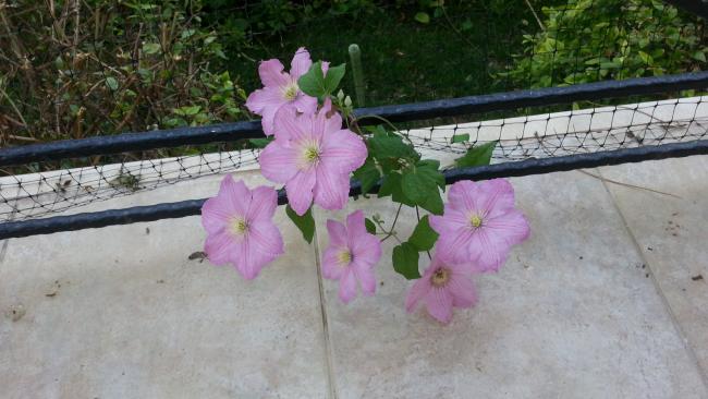 Name:  20130521_085637.jpg
Views: 885
Size:  42.4 KB