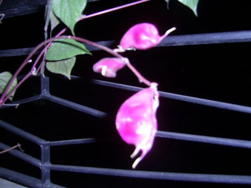 Name:  PIC_0002.jpg
Views: 1456
Size:  26.8 KB