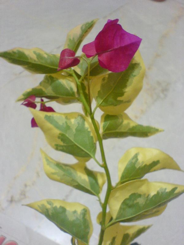 Name:  DSC04184.jpg
Views: 2400
Size:  42.6 KB