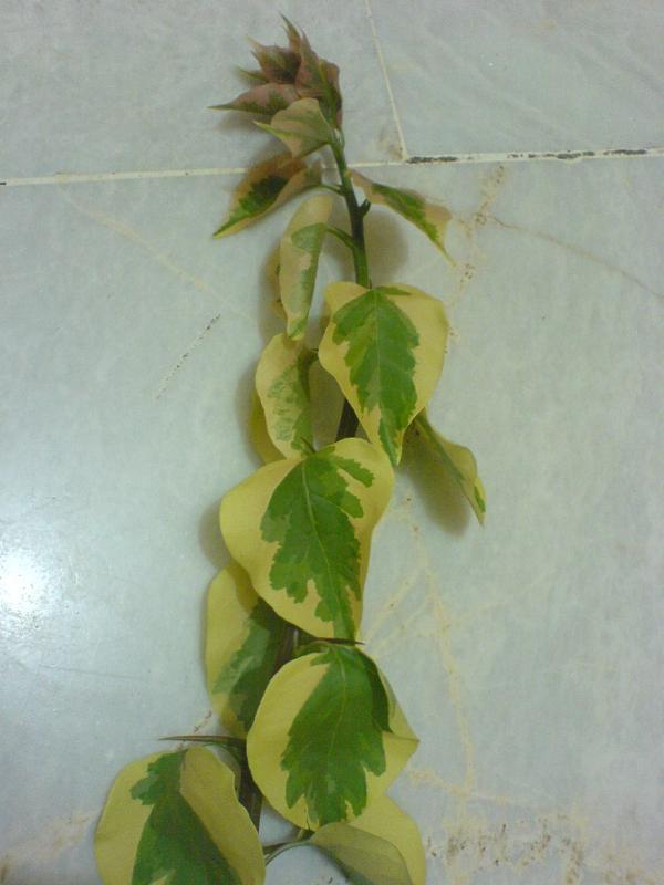 Name:  DSC04180.jpg
Views: 2323
Size:  43.4 KB