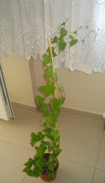 Name:  DSC03021.jpg
Views: 967
Size:  37.7 KB