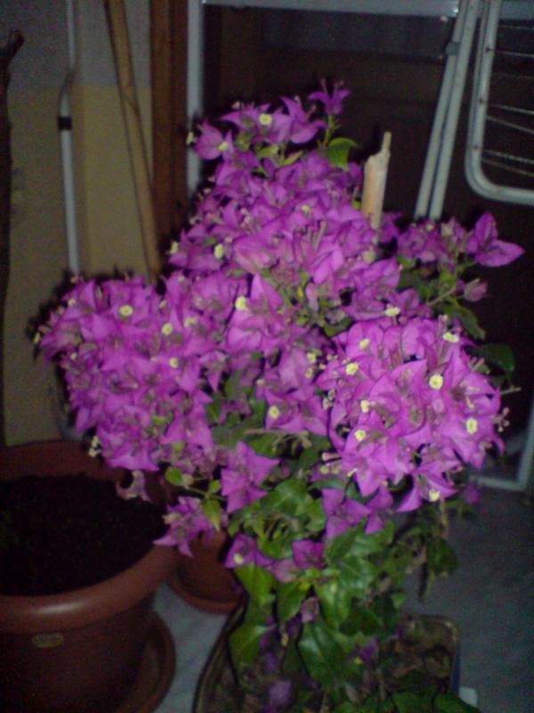 Name:  DSC01088.jpg
Views: 3208
Size:  60.1 KB