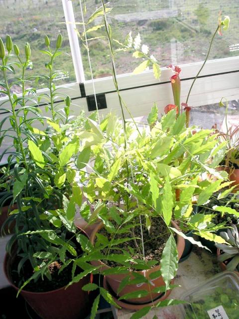 Name:  morsalkim08.jpg
Views: 1600
Size:  71.0 KB