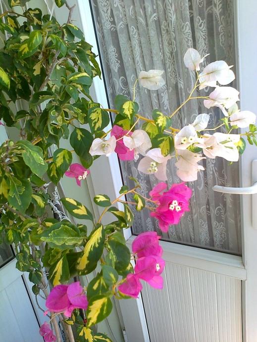 Name:  Fotoraf2623.jpg
Views: 1856
Size:  76.2 KB