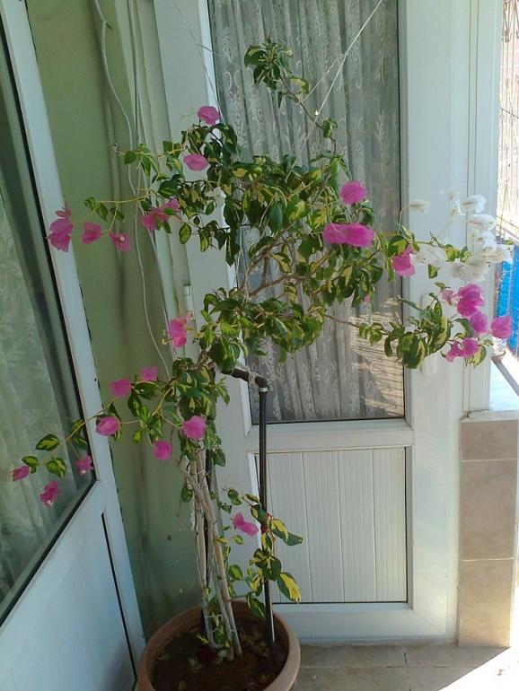 Name:  Fotoraf2625.jpg
Views: 1551
Size:  72.4 KB
