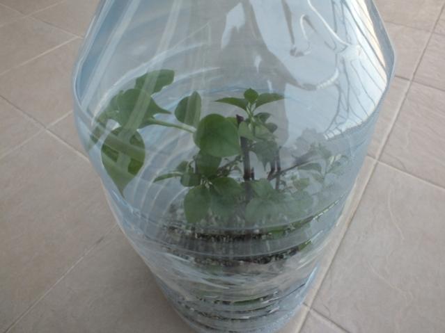 Name:  DSCF2545.jpg
Views: 1484
Size:  28.4 KB