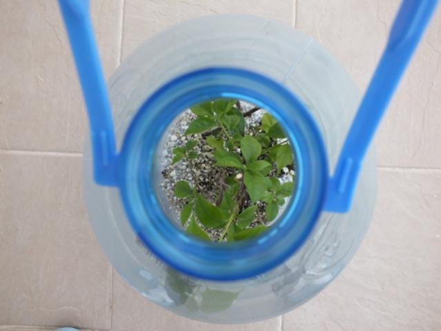 Name:  DSCF2547.jpg
Views: 1465
Size:  29.4 KB
