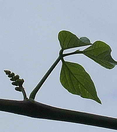 Name:  selluka2.jpg
Views: 720
Size:  18.9 KB