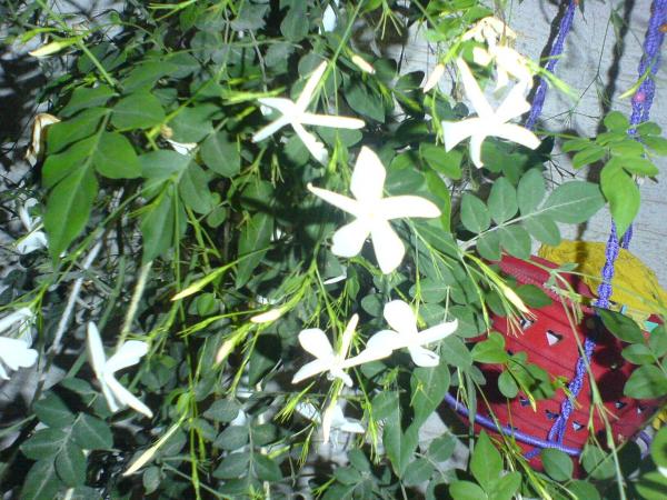 Name:  DSC04264.jpg
Views: 2209
Size:  67.2 KB