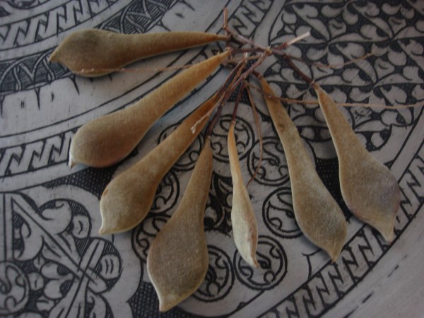 Name:  wisteria seed pods.jpg
Views: 2210
Size:  68.1 KB
