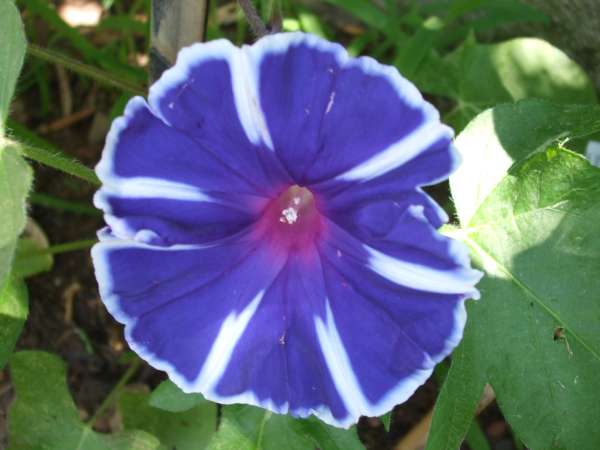 Name:  adobe 1020.jpg
Views: 1228
Size:  35.7 KB