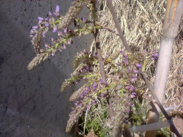 Name:  Wisteria Sinensis (1).jpg
Views: 2073
Size:  70.4 KB
