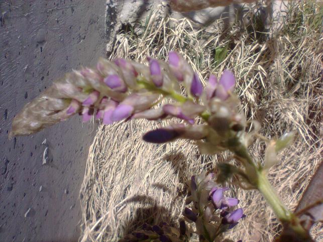 Name:  Wisteria Sinensis (2).jpg
Views: 2006
Size:  70.7 KB