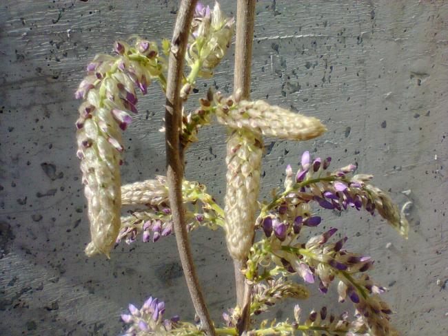 Name:  Wisteria Sinensis (3).jpg
Views: 2100
Size:  63.8 KB