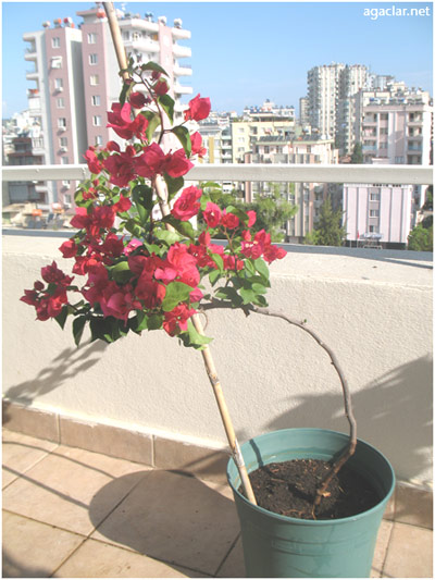 Name:  gelind4.jpg
Views: 2268
Size:  67.7 KB